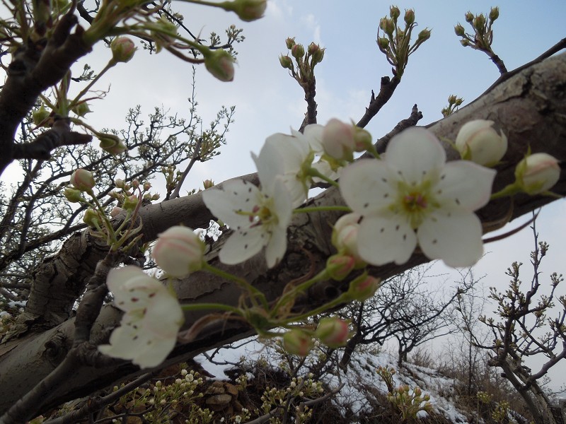 梨花1.jpg