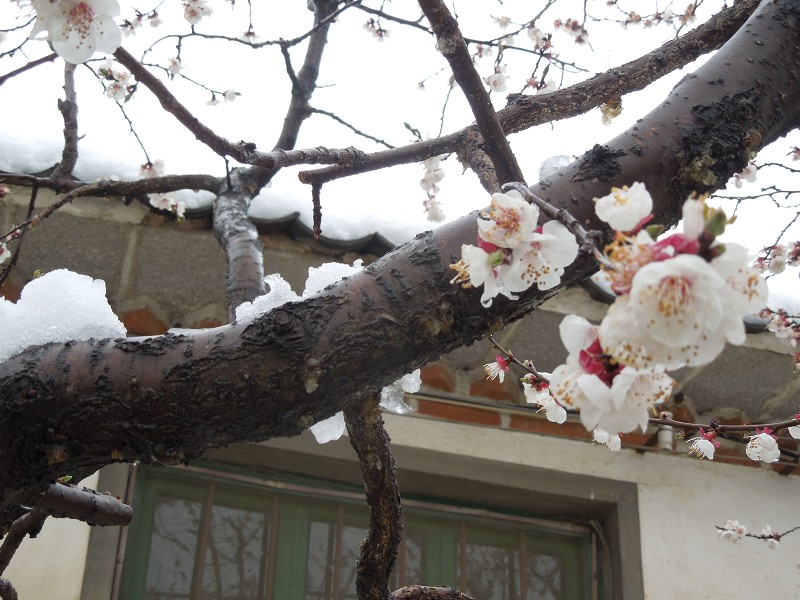 雪落杏花2.jpg