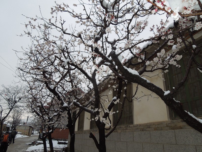 雪落杏花.jpg