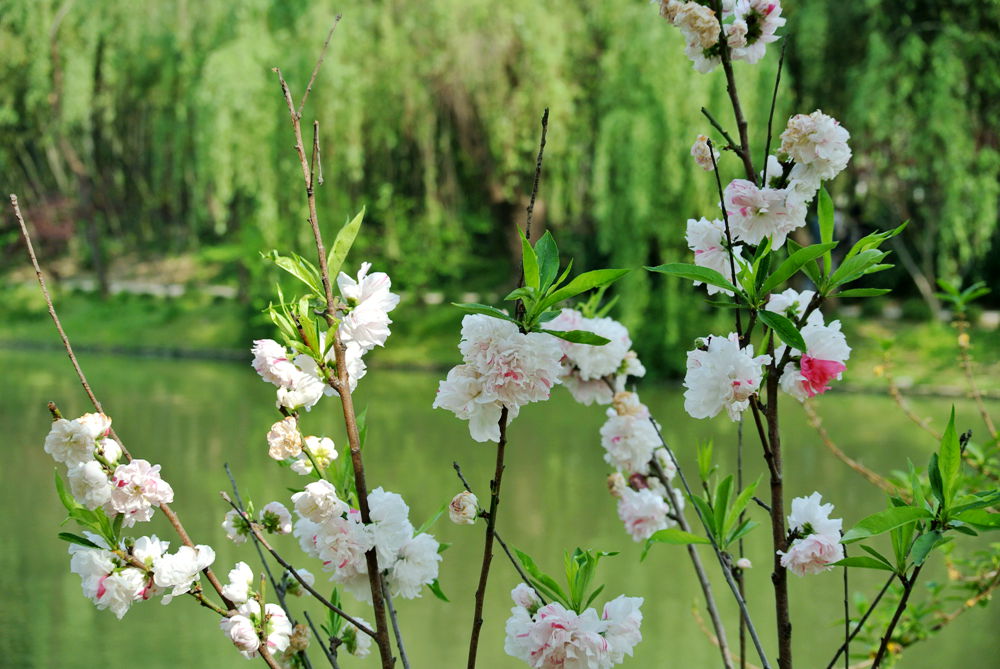 樱花.jpg