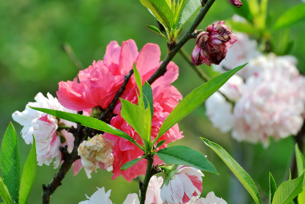樱花1.jpg