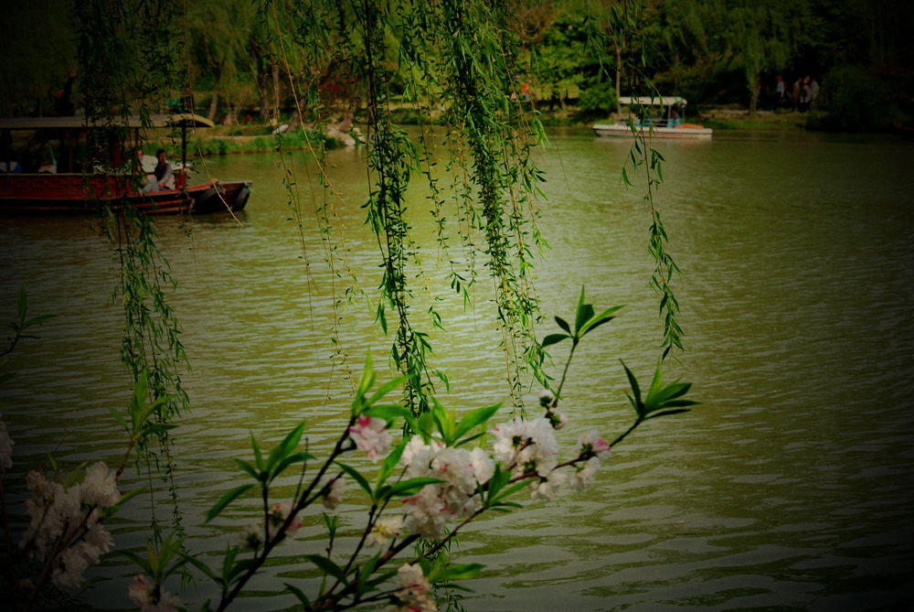 杨柳1.jpg