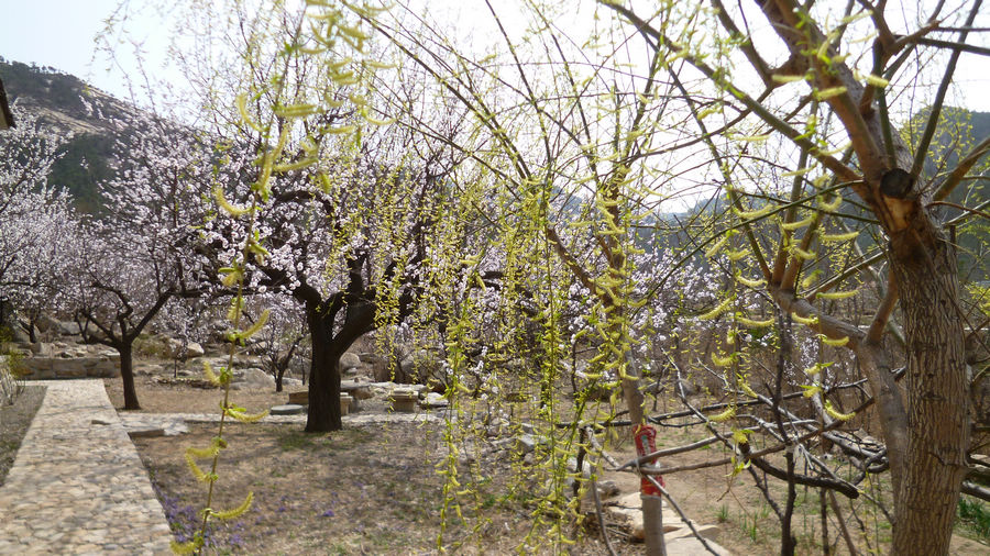 P1130235.jpg