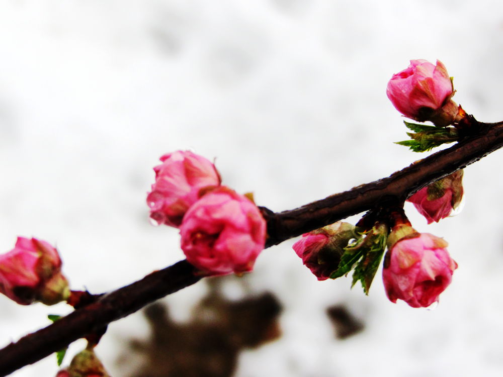 冰雪梅1.jpg