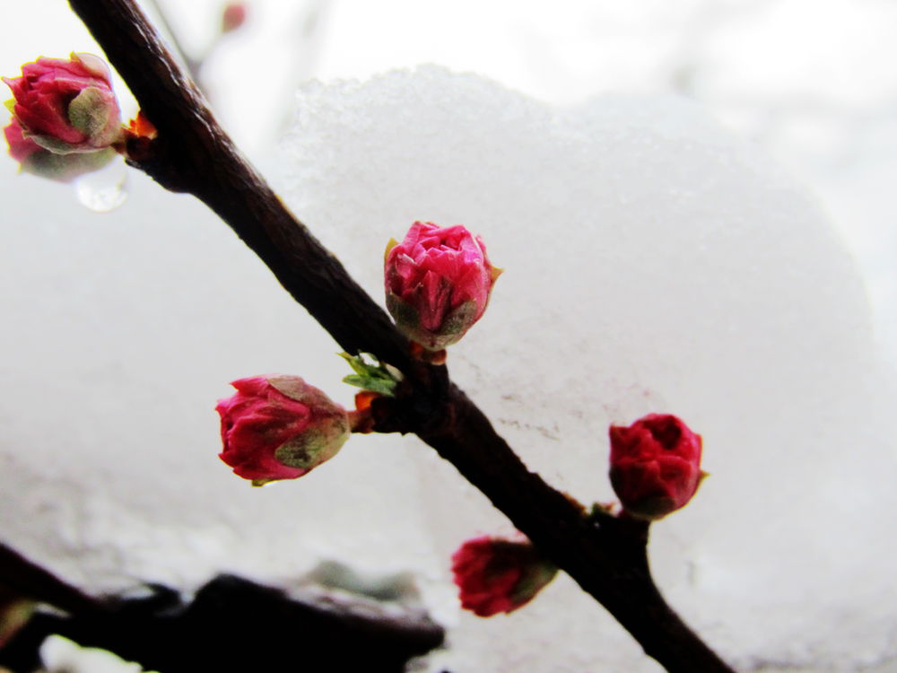 冰雪梅.jpg