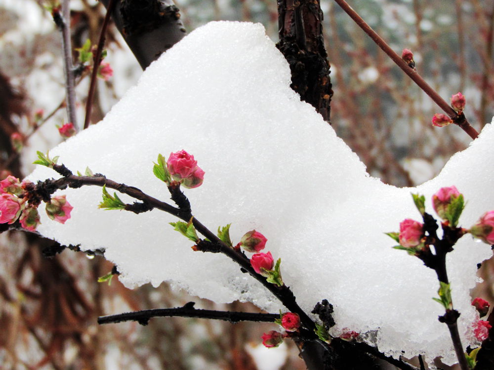 冰雪梅3.jpg