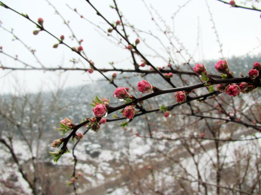 冰雪梅2.jpg