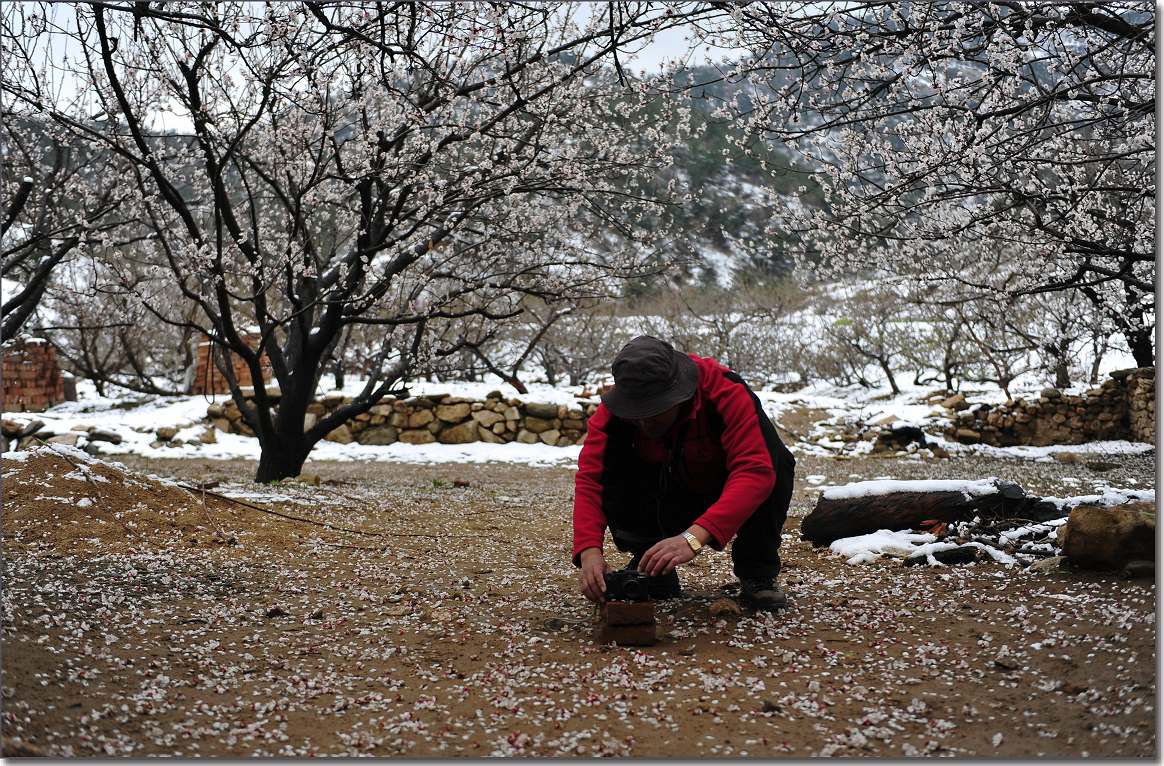 杏花雪 245.jpg