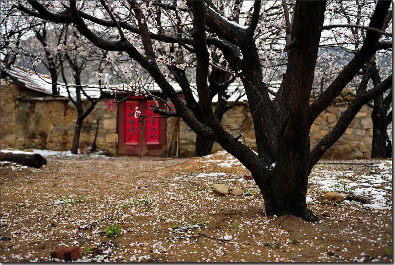 杏花雪 270.jpg