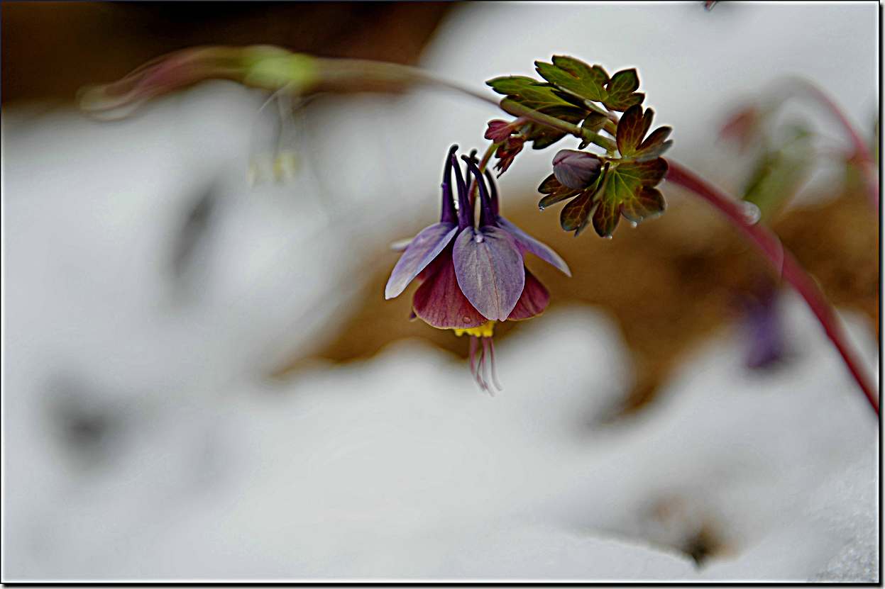 杏花雪 174.jpg