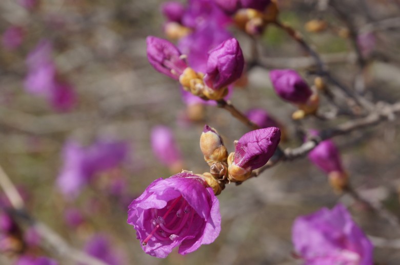 dsc01565_conew1.jpg