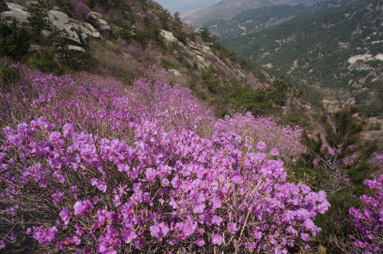 dsc01345_conew1.jpg