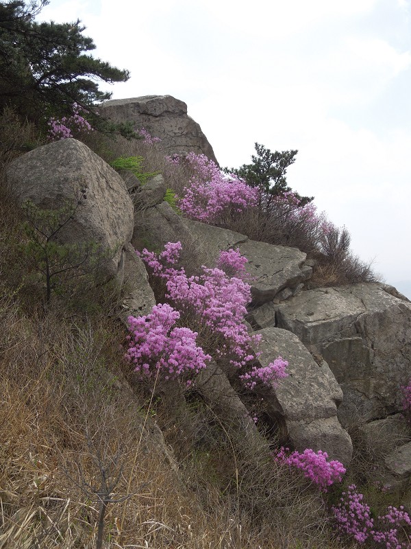 满山遍野映山红11.jpg
