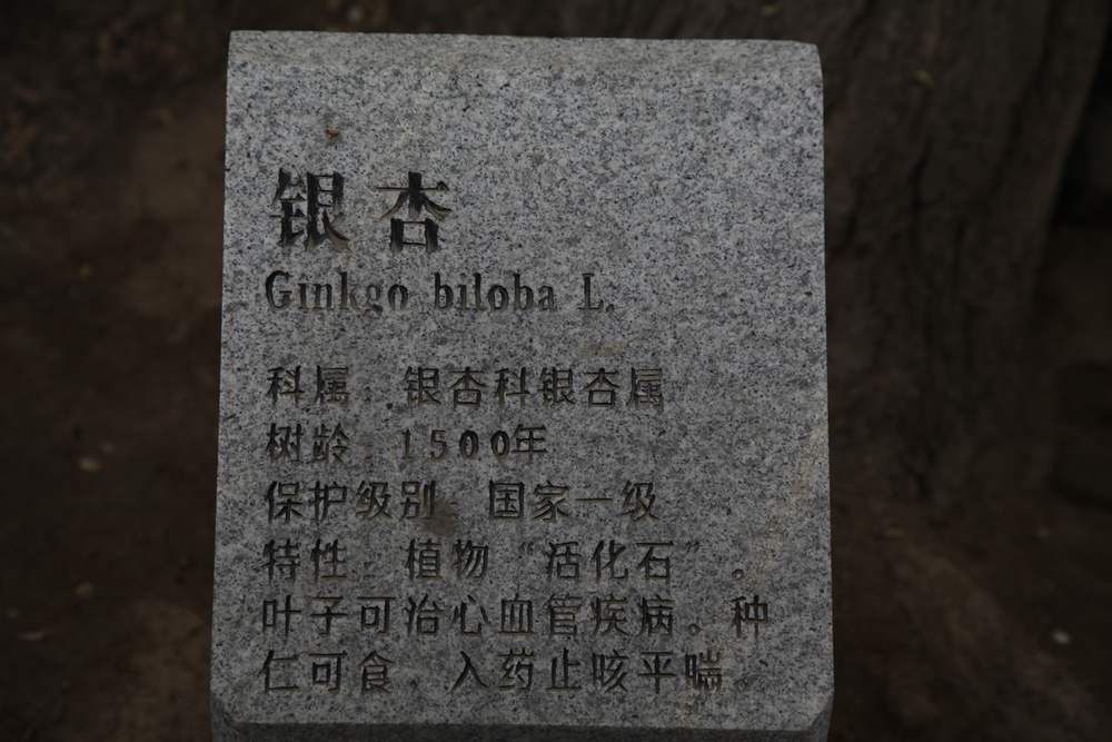 嵩山，白马寺 058.jpg