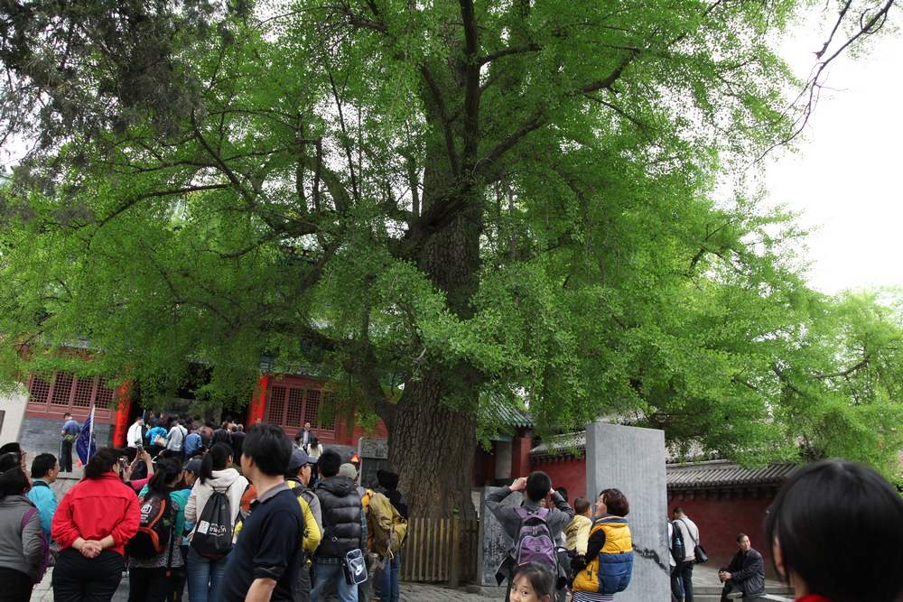 嵩山，白马寺 057.jpg
