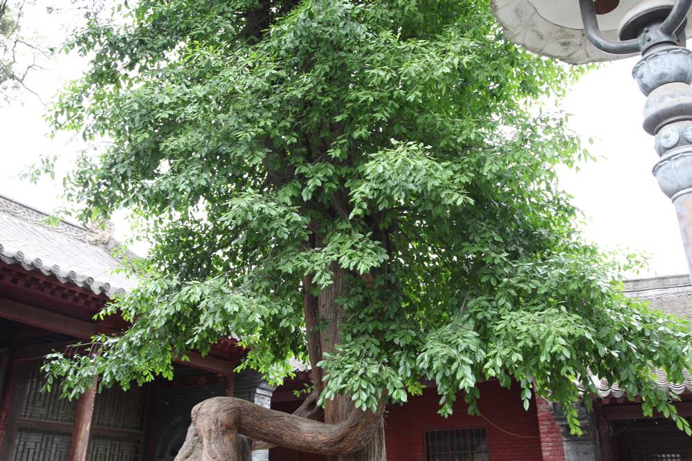 嵩山，白马寺 075.jpg