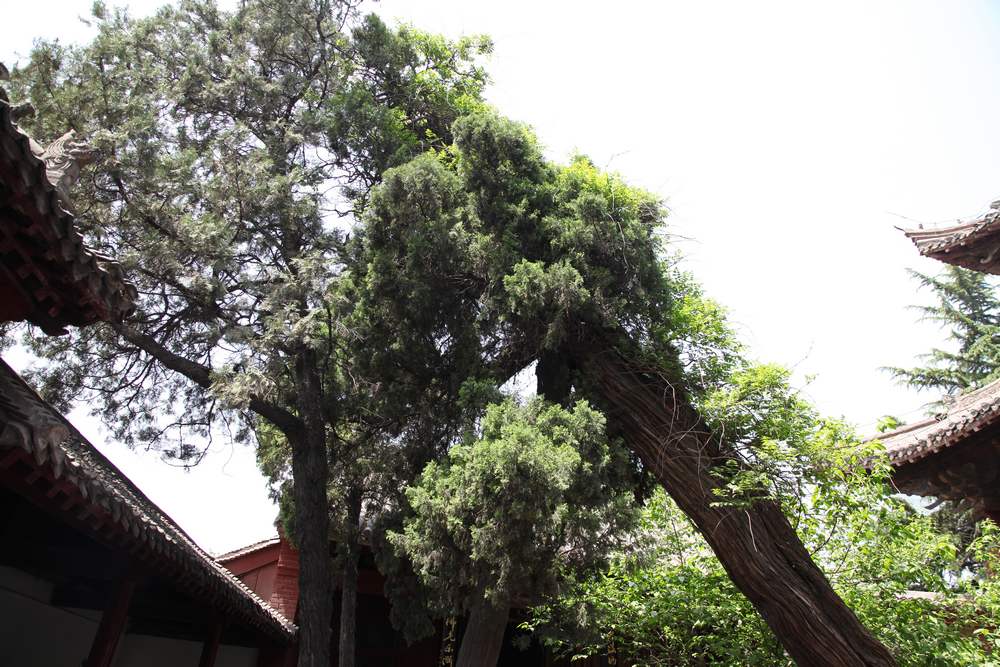 嵩山，白马寺 391.jpg