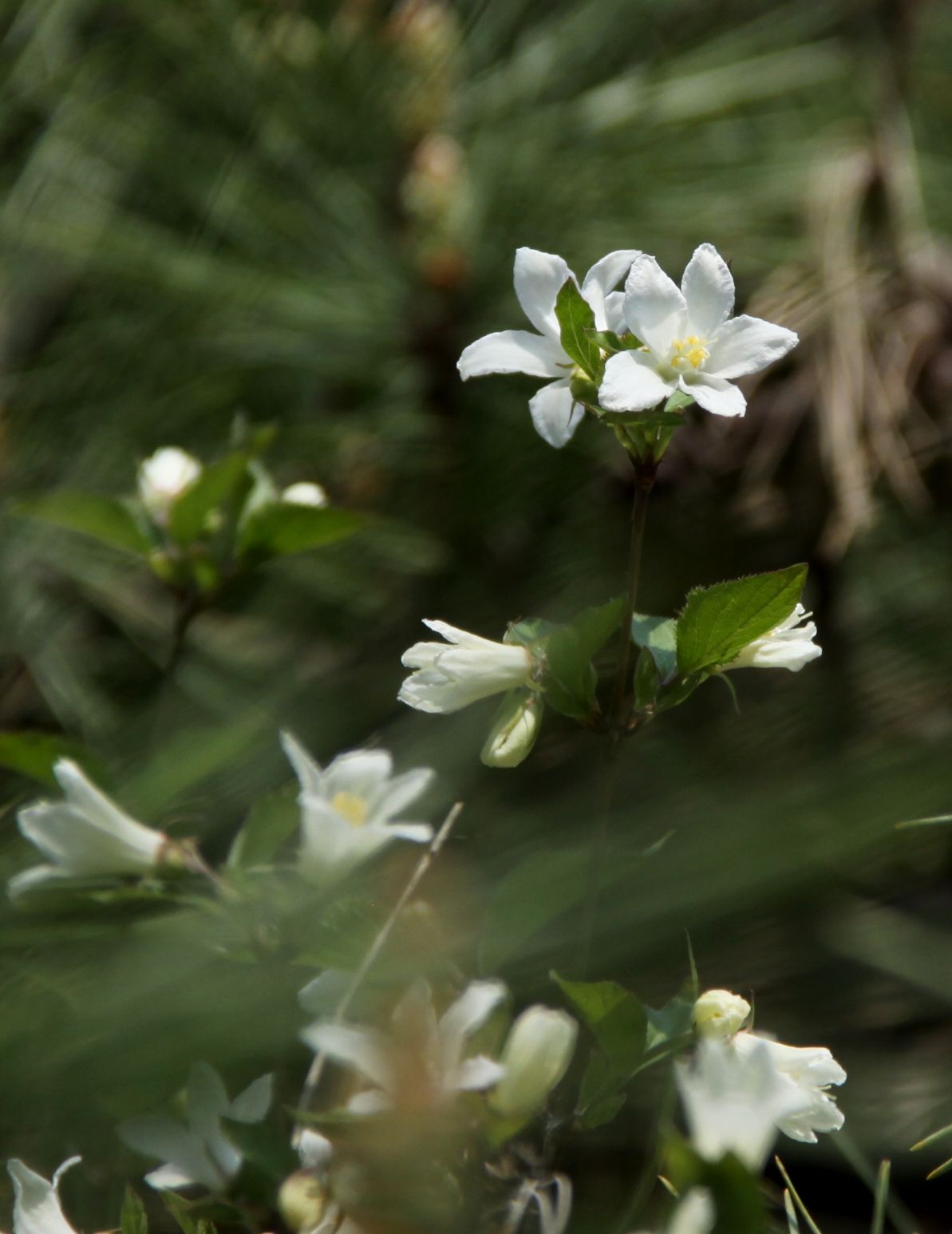 IMG_7862-1.jpg