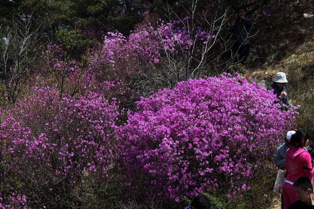 牡丹，牙山 064.jpg
