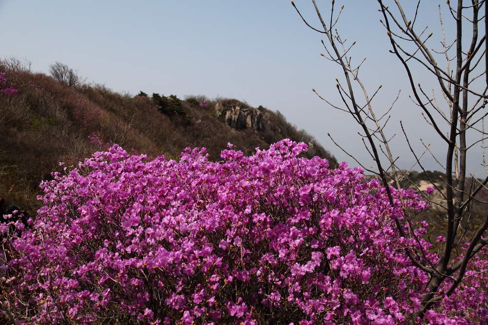 牡丹，牙山 074.jpg