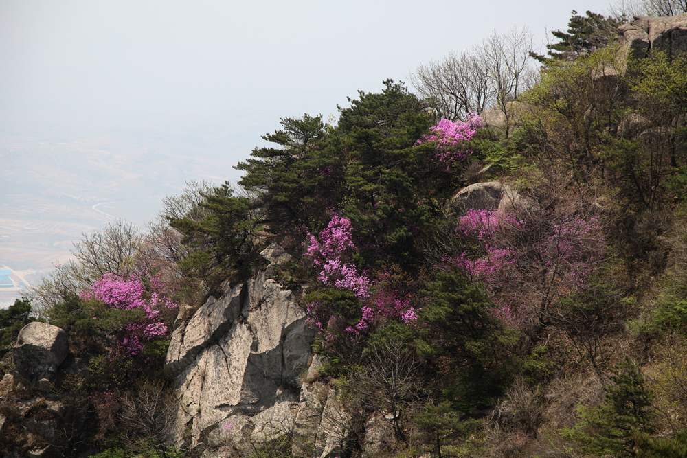 牡丹，牙山 098.jpg