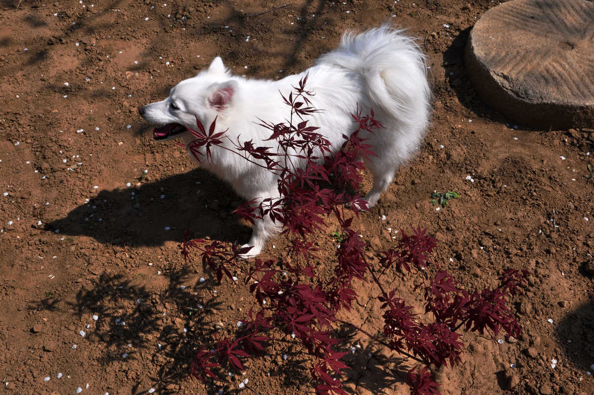 nEO_IMG_DSC_8852.jpg