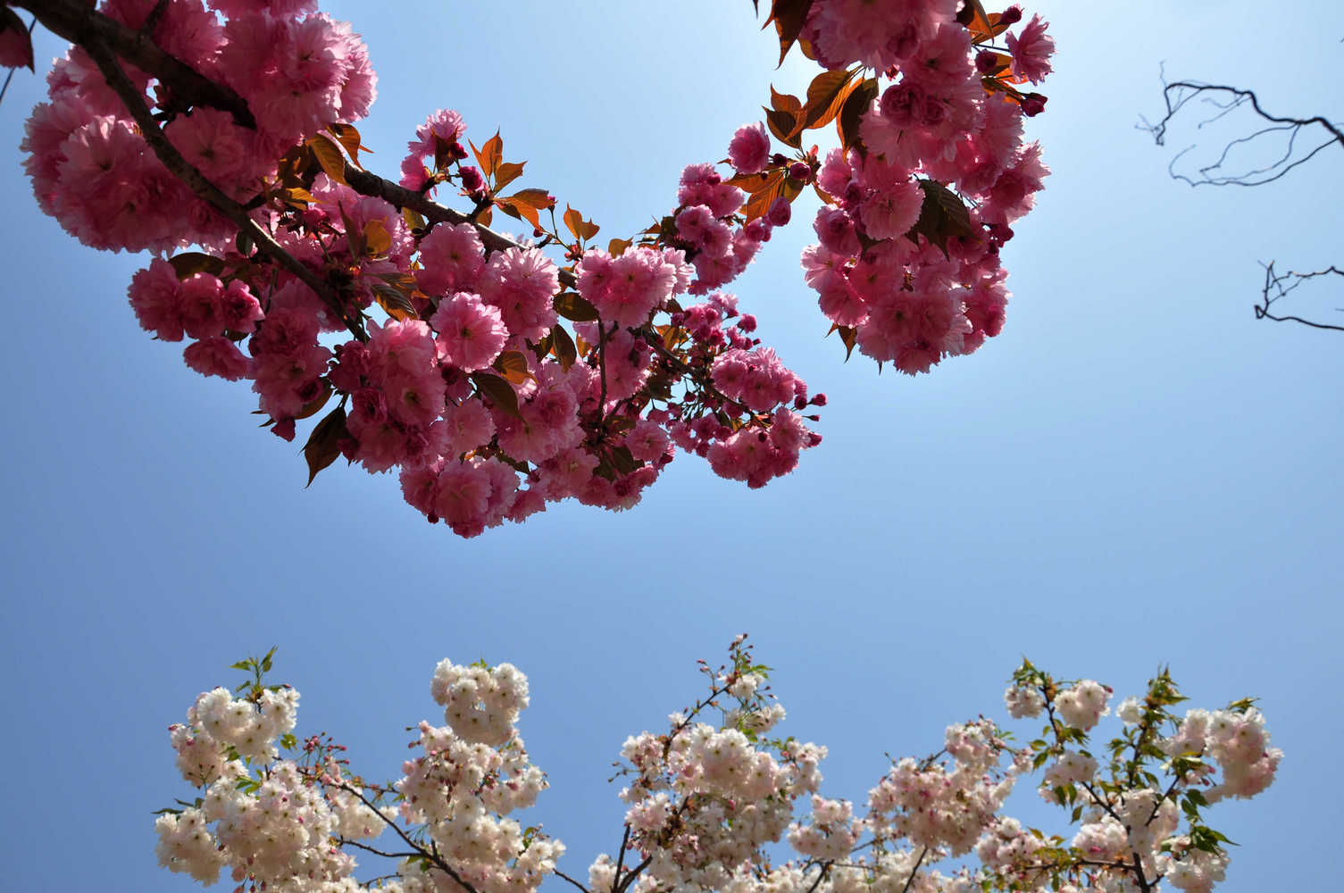 nEO_IMG_DSC_8969.jpg