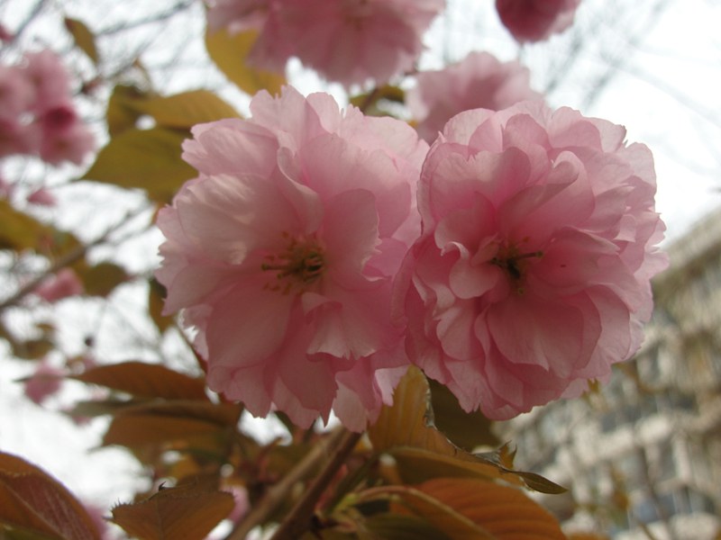 DSC03618_副本.jpg