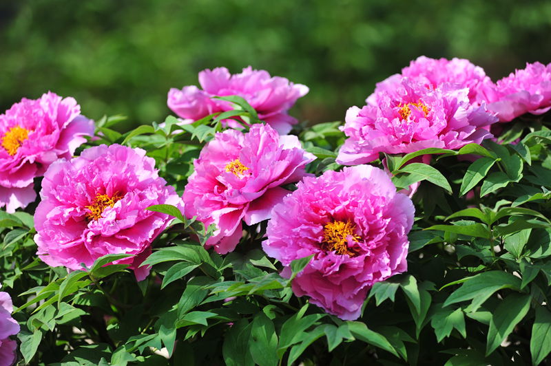 DSC_6698_副本.jpg