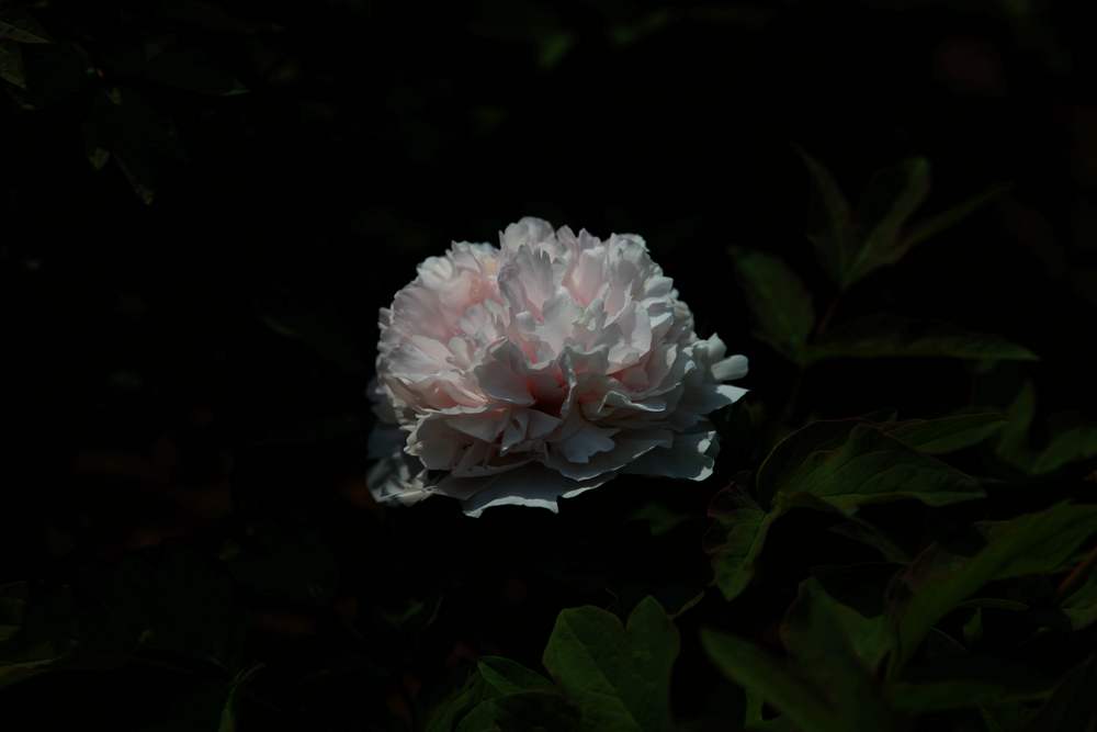 牡丹，牙山 244.jpg