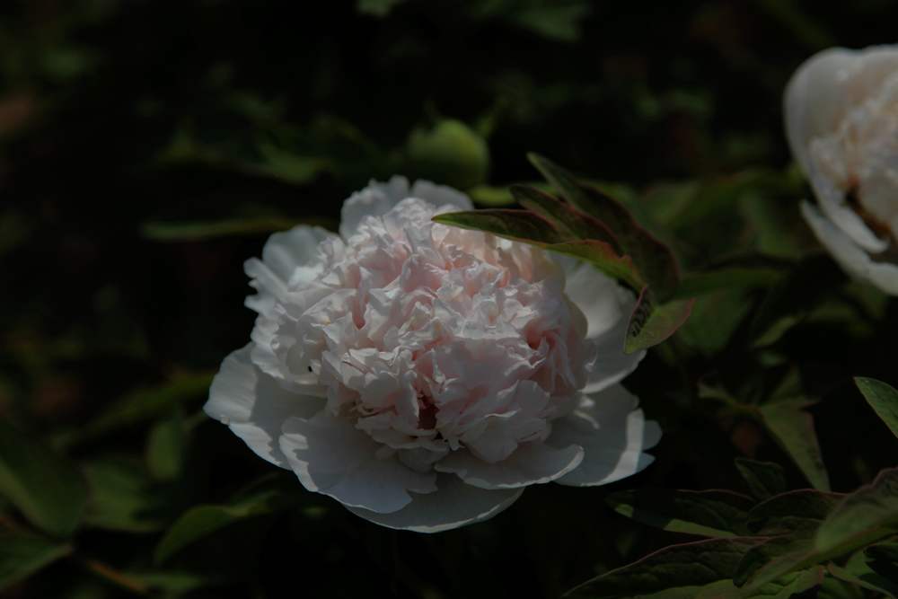 牡丹，牙山 249.jpg