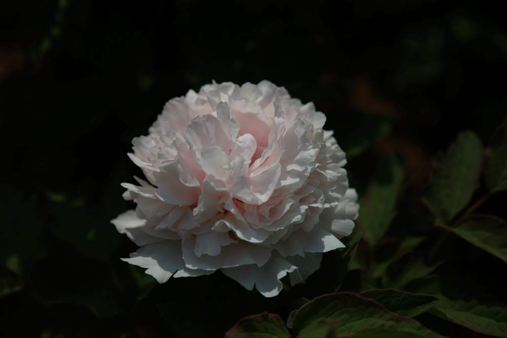 牡丹，牙山 252.jpg