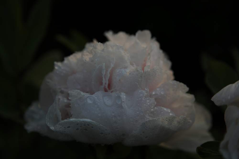 牡丹，牙山 306.jpg