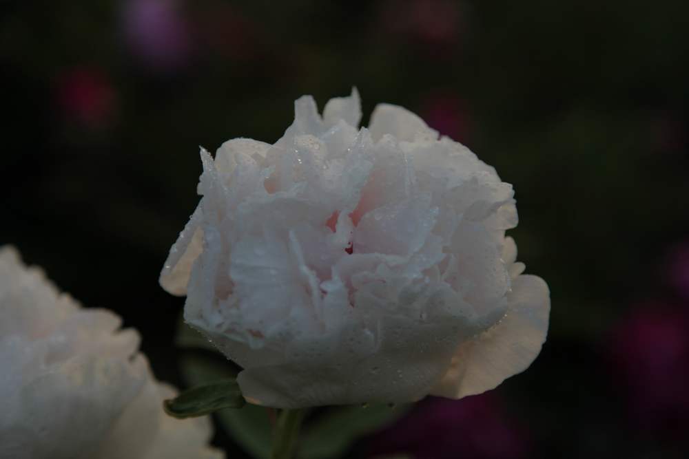 牡丹，牙山 305.jpg