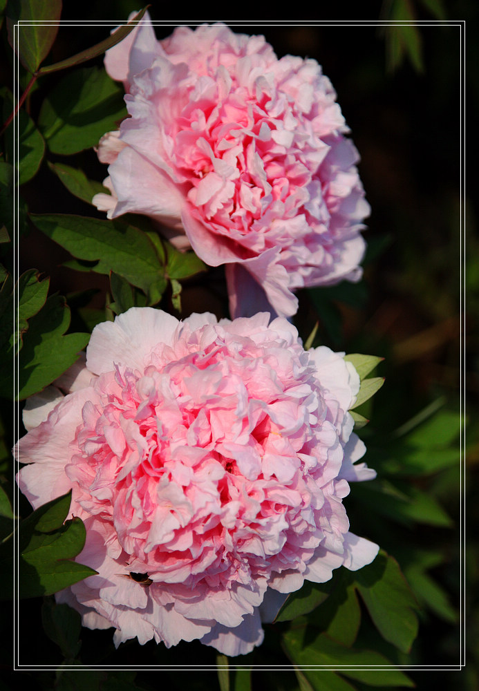 IMG_9829=.jpg