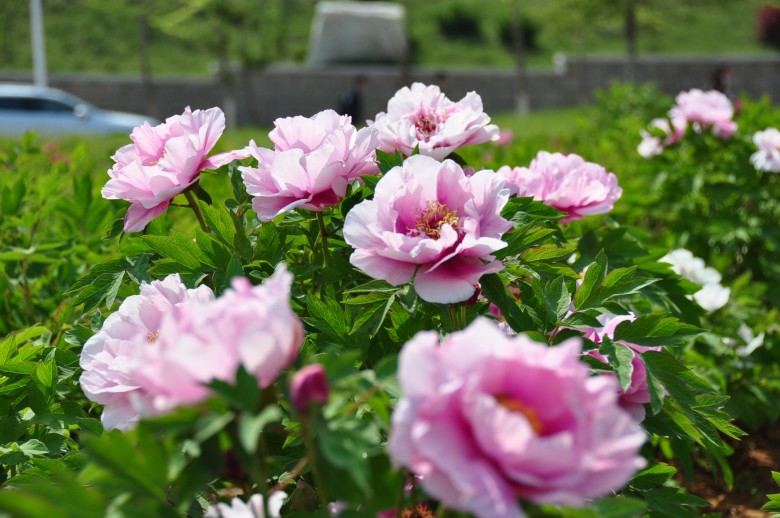 dsc_0502_conew1.jpg