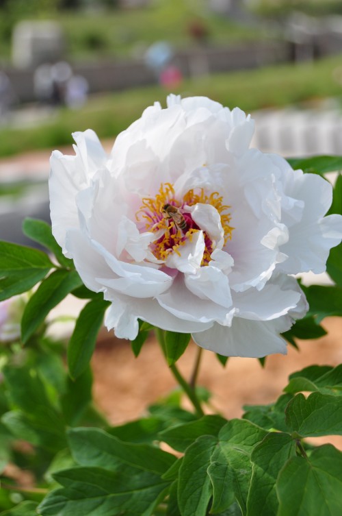 dsc_0472_conew1.jpg
