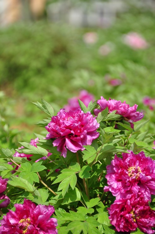 dsc_0535_conew1.jpg