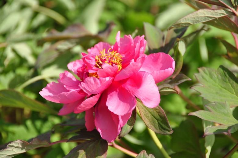 dsc_0544_conew1.jpg