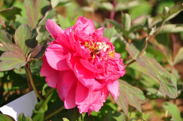 dsc_0546_conew1.jpg