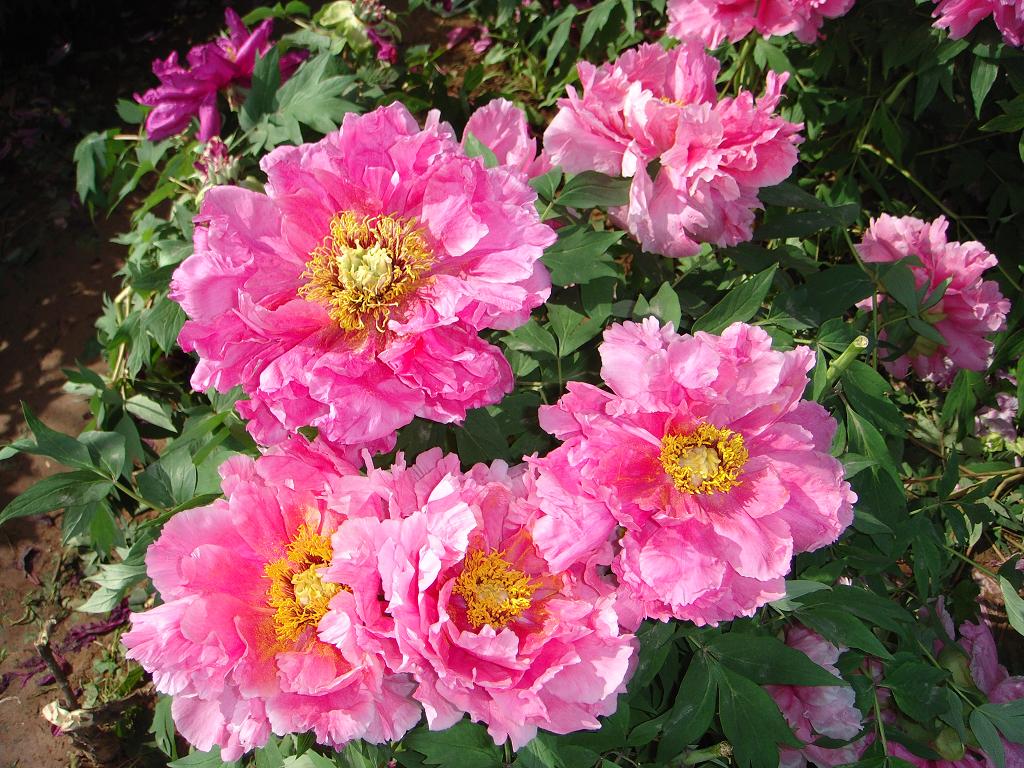DSC06378.JPG