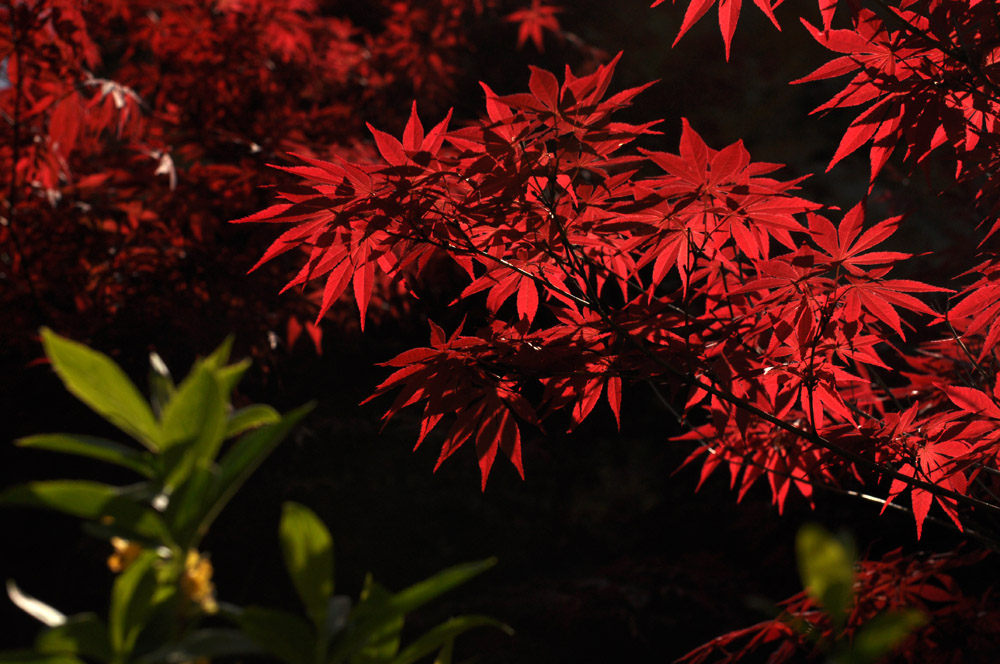 DSC_0372副本.jpg