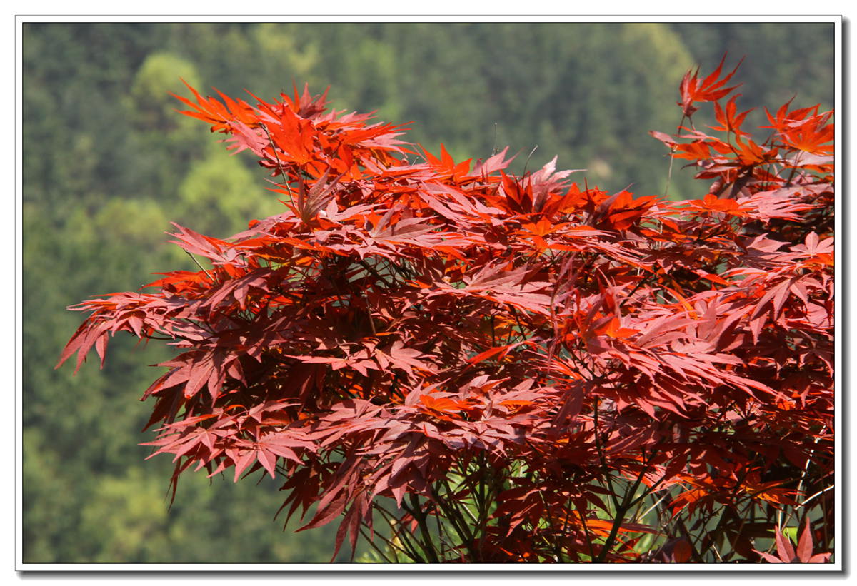 IMG_0219_副本.jpg