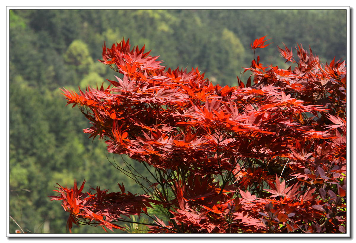IMG_0221_副本.jpg