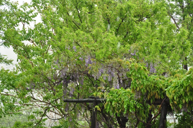 照片 450_conew1.jpg
