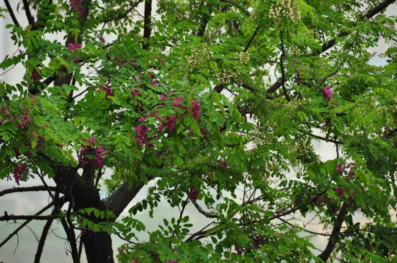 照片 451_conew1.jpg