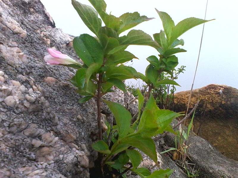 石上开花