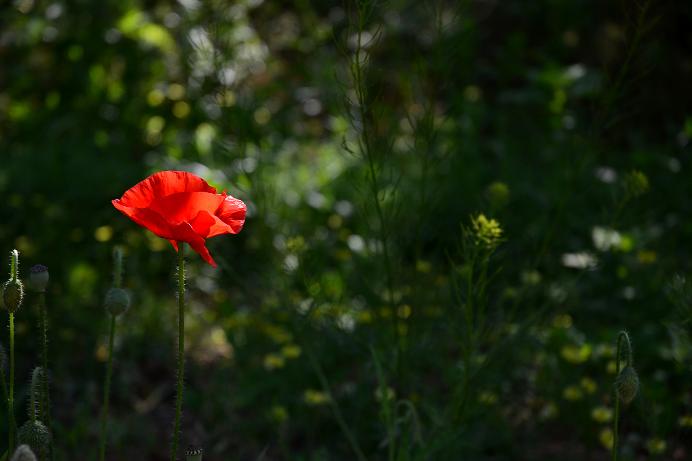 复件 DSC_4286.JPG