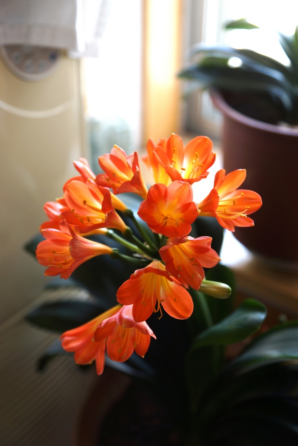 nEO_IMG_DSC07768.jpg