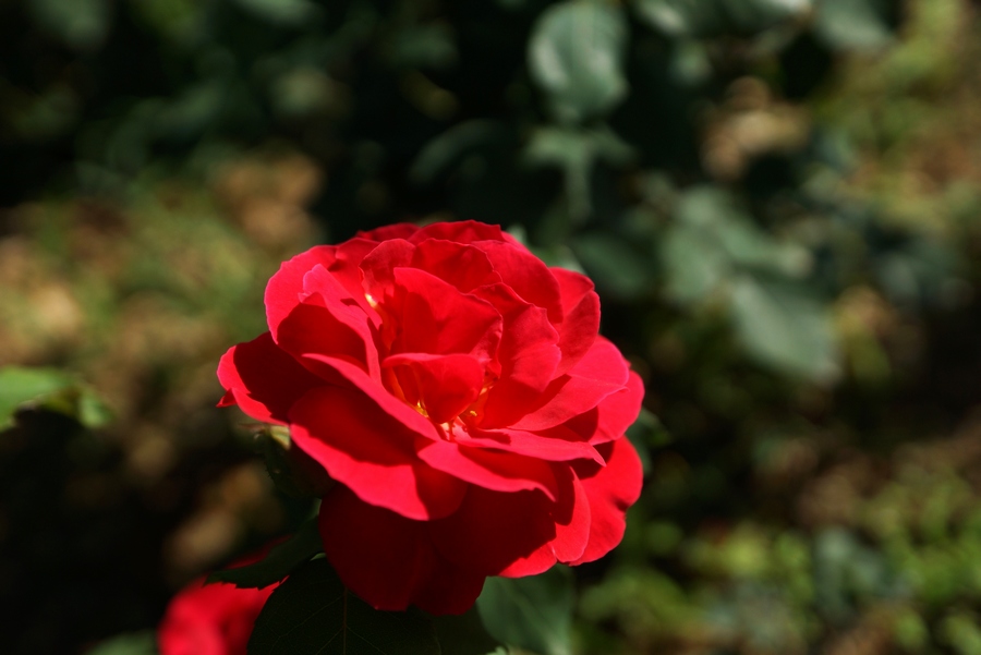 nEO_IMG_DSC08410.jpg